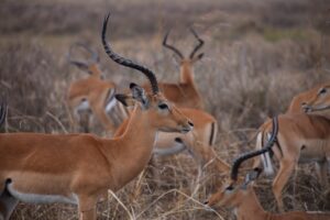 Impala (1)